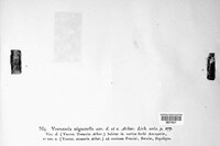 Swinscowia stigmatella image